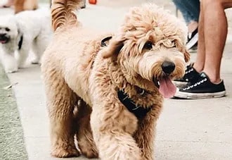 A Goldendoodle Puppy from California
